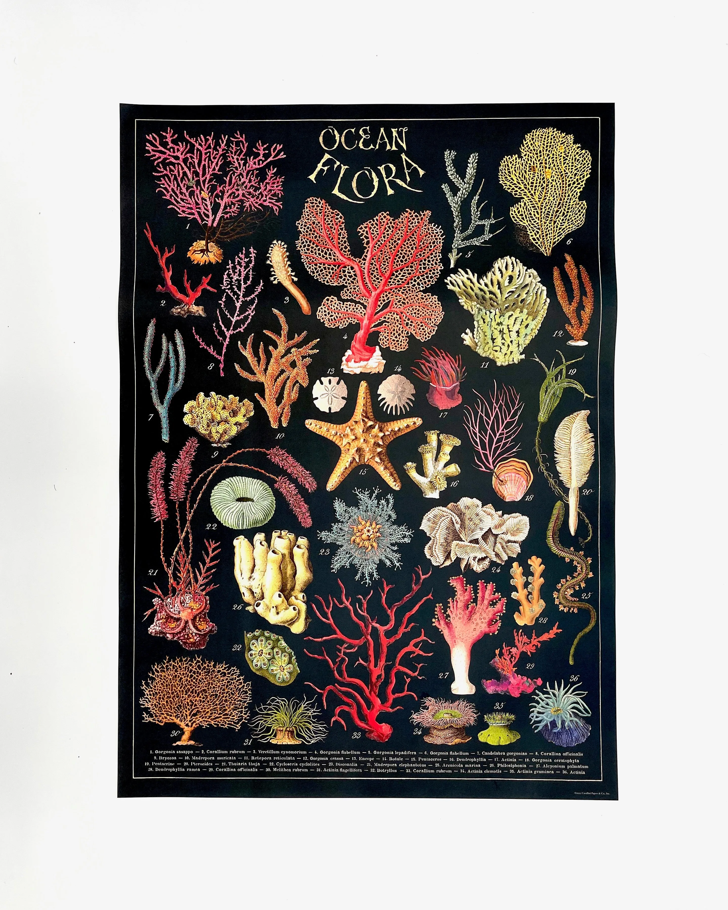 Posters / Giftwrap