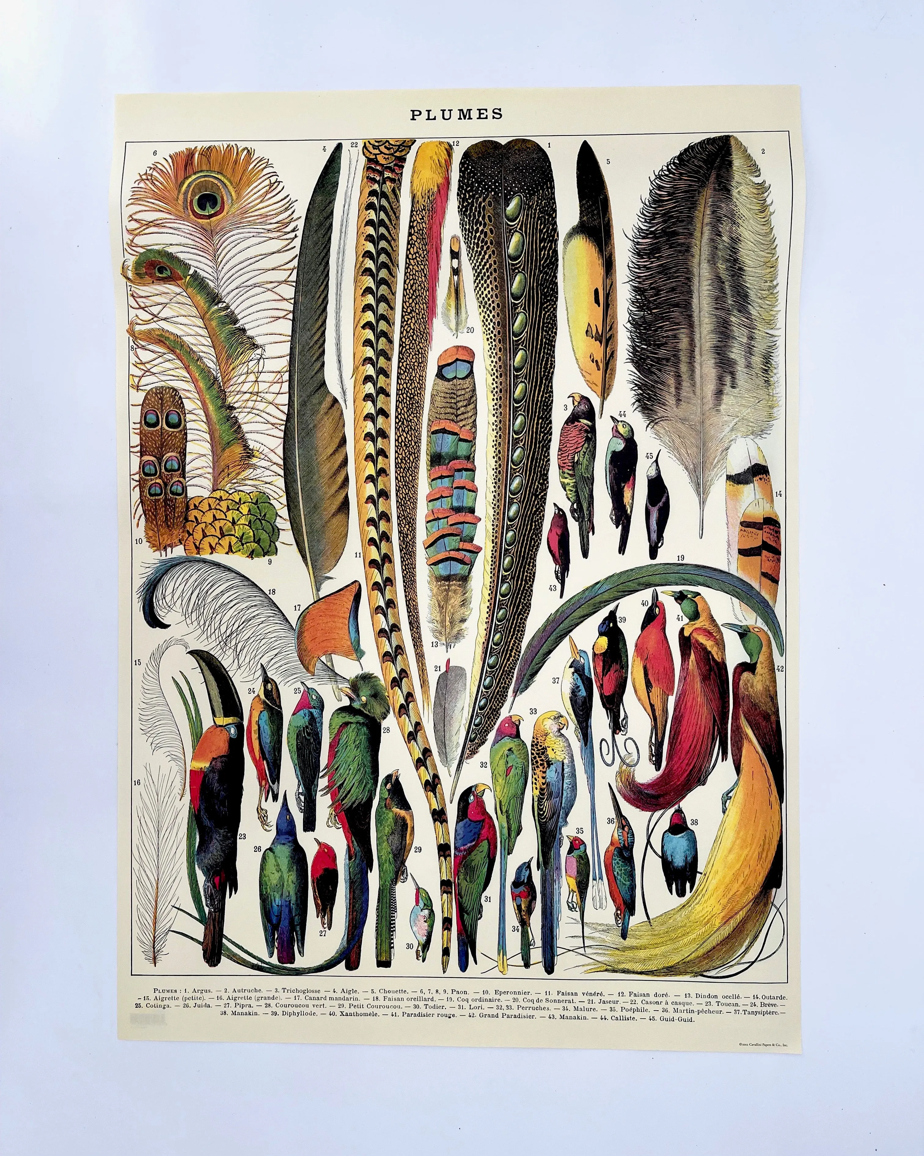 Posters / Giftwrap