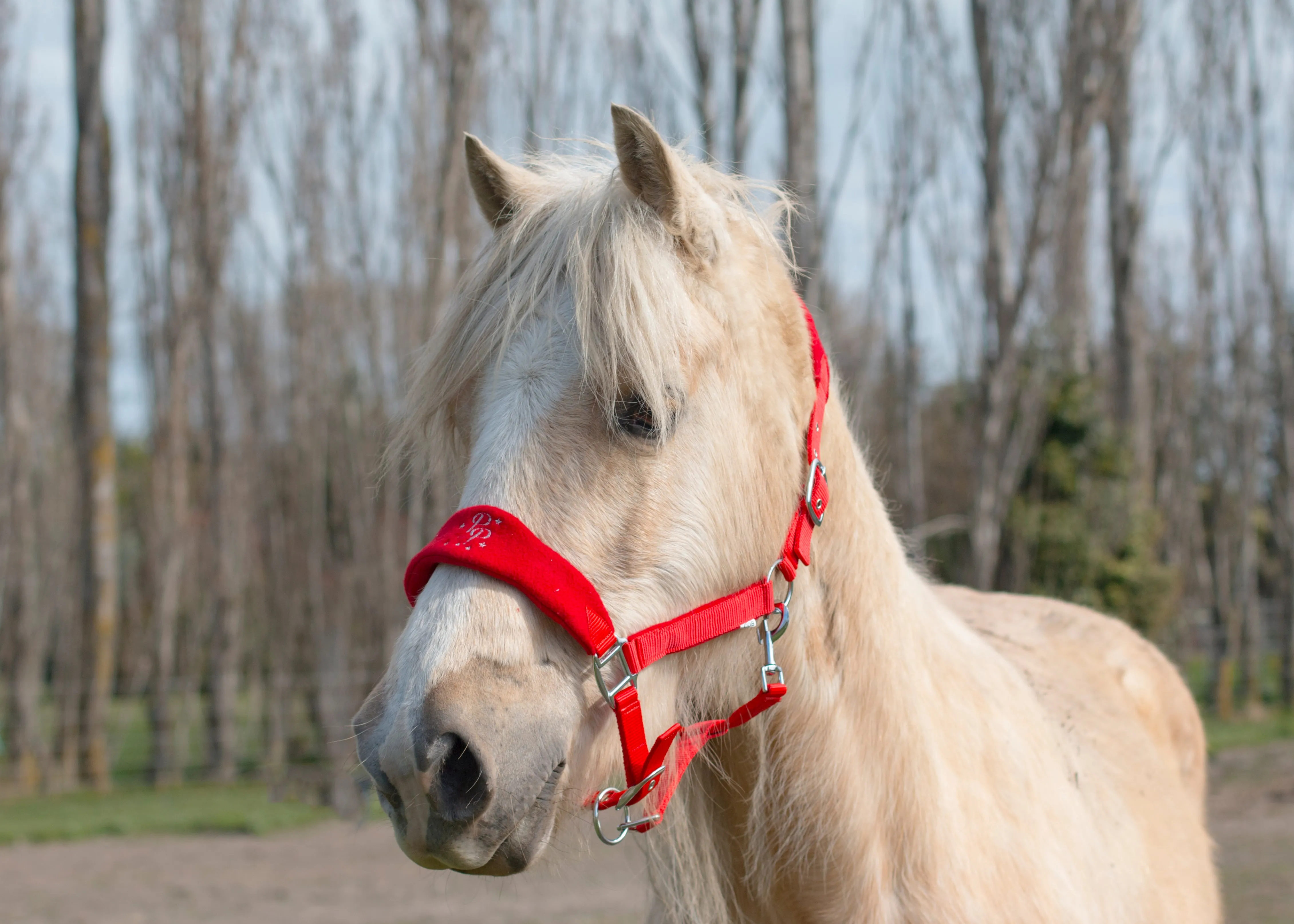 SECONDS Signature Fleece Halters